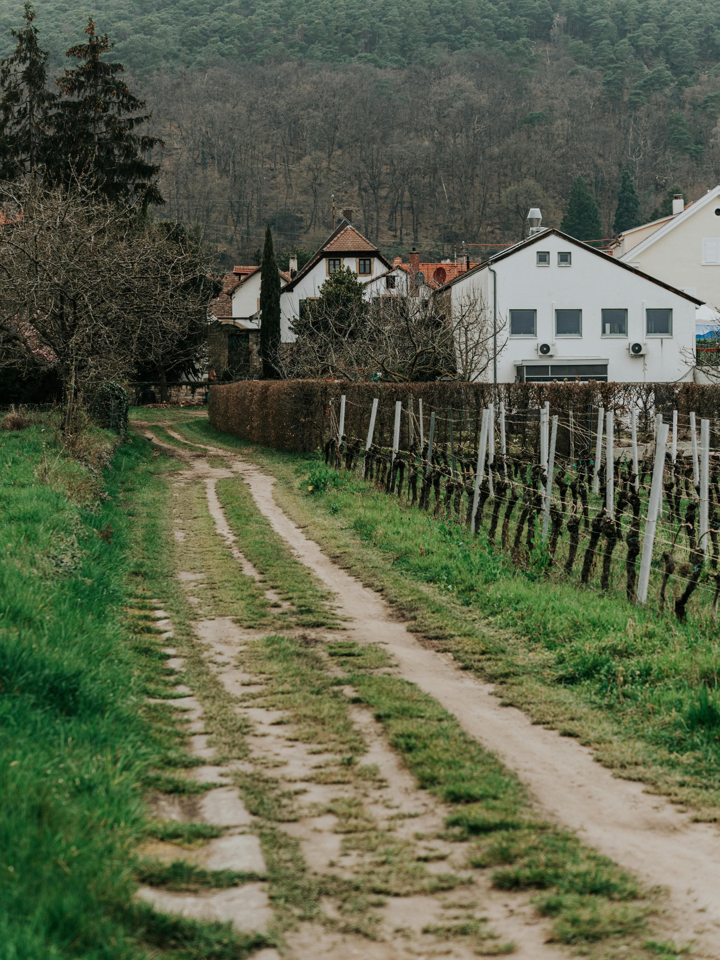 Bản Giao Hưởng Của Rừng Già