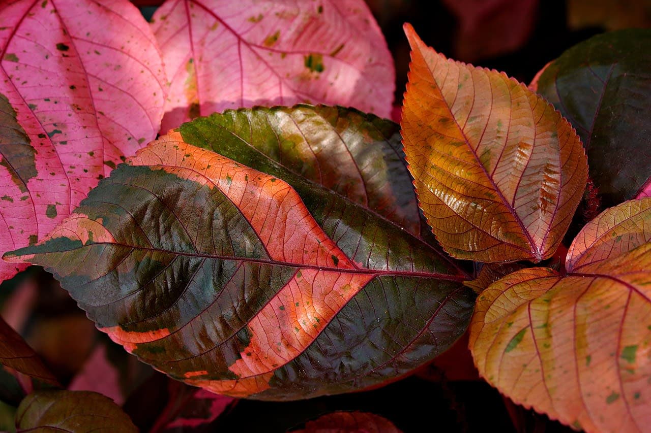 Vẻ Đẹp Kỳ Vĩ Của Những Đỉnh Núi Cao